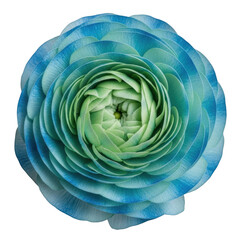Obraz premium A beautifully intricate blue flower with a mesmerizing spiral pattern in its center isolated on transparent background