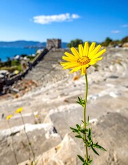 Obraz premium A lone yellow flower on rocky terrain overlooking the ocean