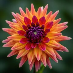 Beautiful dahlia flower with vibrant colours