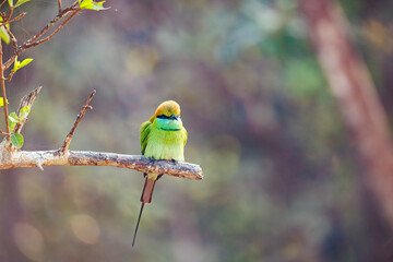 blue tit on tree branch