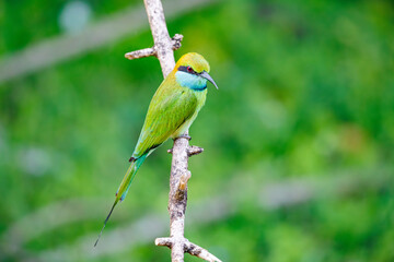 yellow billed hornbill © smirs