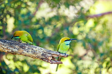 yellow billed hornbill © smirs