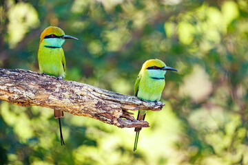 yellow billed hornbill © smirs
