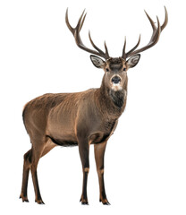 Fototapeta premium Majestic Red Deer Stag with Impressive Antlers in Winter Wonderland. A stunning Wildlife portrait of this magnificent animal in the snow.