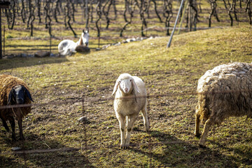 anelo pecore in montagna