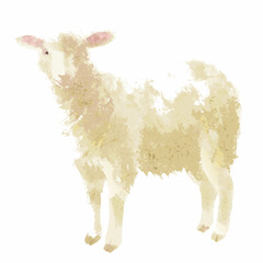 Watercolor painting of a fluffy young lamb with a gentle expression © bashanti