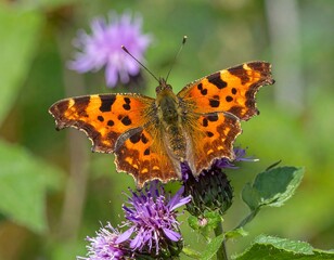 Obraz premium Comma Butterfly on Purple Flower in Natural Habitat.