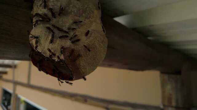 Close-up rotating view of mud dauber wasps moving on their nest