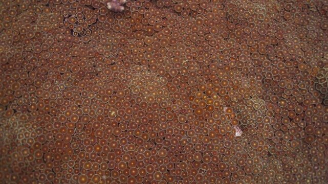 Oceanography showing a large bunch of zoanthid coral in various shades of brown covering a large area of the ocean bed