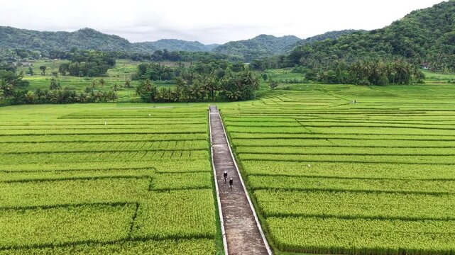 Aerial view, a couple cycling on road bikes through the beautiful expanse of rice fields in Nanggulan sub-district.