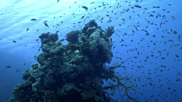 Vertical reef pinnacle characterized by a high density of Alcyonacean corals, likely of the genus Dendronephthya. The structure is surrounded by a dense shoal of Lyretail Anthias fishes.
