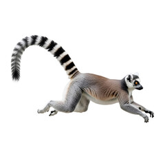 Fototapeta premium Ring-tailed Lemur Leaping Isolated on White Background , Isolated on Transparent Background 