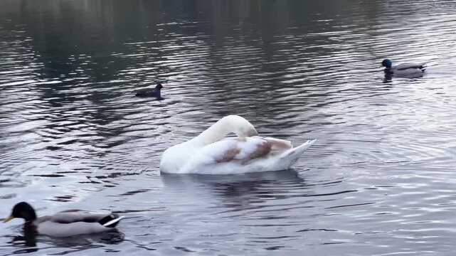 -The swans on the lake are in Epping Forest, London. -A lake with the natural Forest and Swan with the ducks. Epping Forest, London England -4K resolution video 3840x2160