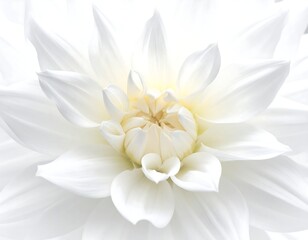 A close-up of a white flower with delicate petals