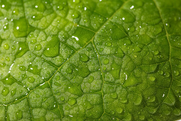 Macro view of green leaf with water drops as background