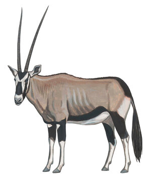 オリックスのイラスト