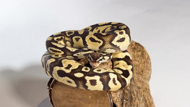 Coiled Ball Python Resting on a Wood Log Against White Background