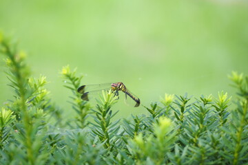 生き物　虫　公園　野原 © mono31.u 