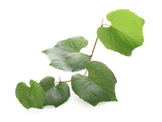 Branch with green grape leaves isolated on white background