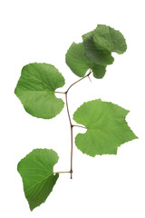 Fototapeta premium Branch with green grape leaves isolated on white background