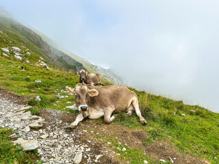 Cows Relaxing on Stoos Ridge Trail
