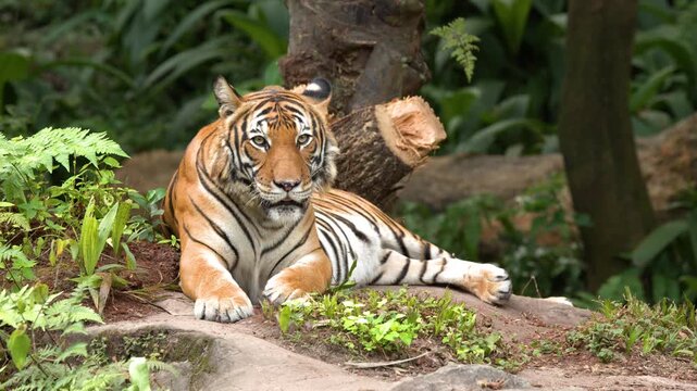 Sumatran Tiger Resting and Looking Around in a Lush Jungle Environment
