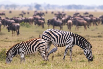 Obraz premium Zebra and Wildebeest Grazing in African Wildlife Savanna: A Serene Scene of the Great Migration