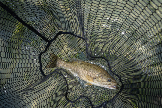 Smallmouth Bass in Fishing Net with Water Reflection