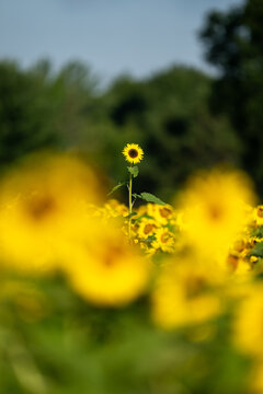 Solitary Sunflower In A Field Of Golden Blooms, Standing Tall Wi