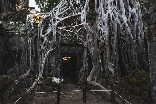 details in Ta Prohm Temple (roots temple)