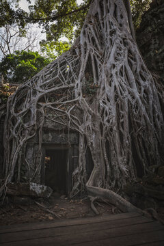 details in Ta Prohm Temple (roots temple)