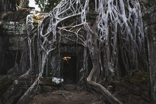 details in Ta Prohm Temple (roots temple)