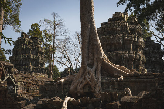 details in Ta Prohm Temple (roots temple)