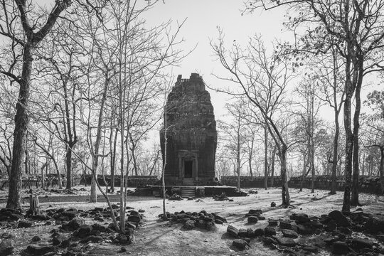 stone and jungle merged in the same temple
