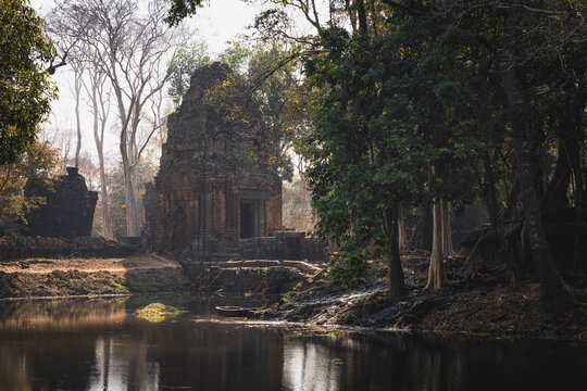 stone and jungle merged in the same temple