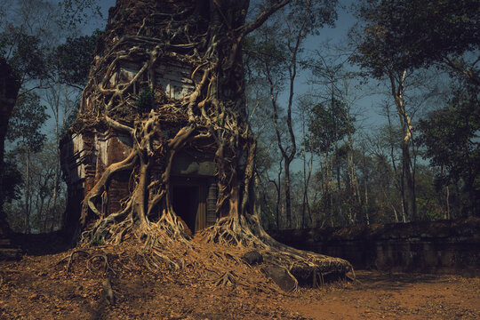 stone and jungle merged in the same temple