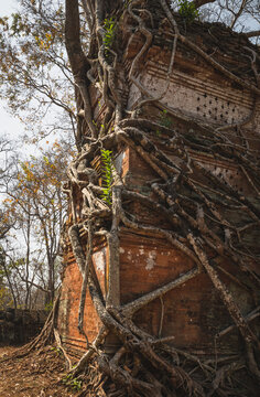 stone and jungle merged in the same temple