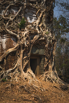 stone and jungle merged in the same temple