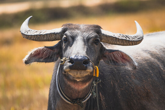 Cambodian ox in the countryside