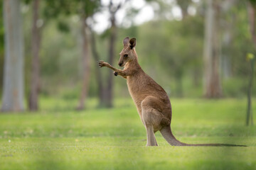 Eastern Grey Kangaroo - Macropus giganteus, large popular marsupial found in the eastern third of Australia, Queensland. © David