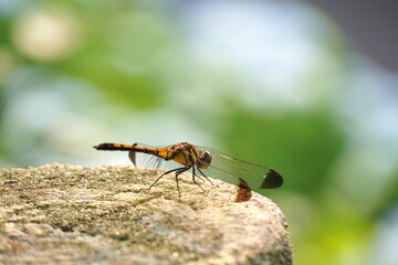 生き物　虫　公園　野原 © mono31.u 