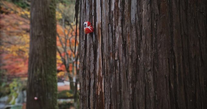 Steady cam up large autumn tree with tiny daruma dolls attached to it