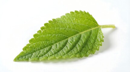 Fototapeta premium Green pineapple sage leaf isolated on a white background