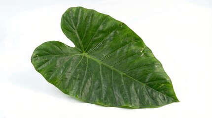 Large green taro leaf isolated on a white background