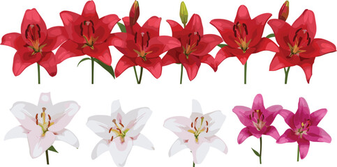 Fototapeta premium Beautiful blooming lily flowers vector set with red white and pink floral botanical illustration collection