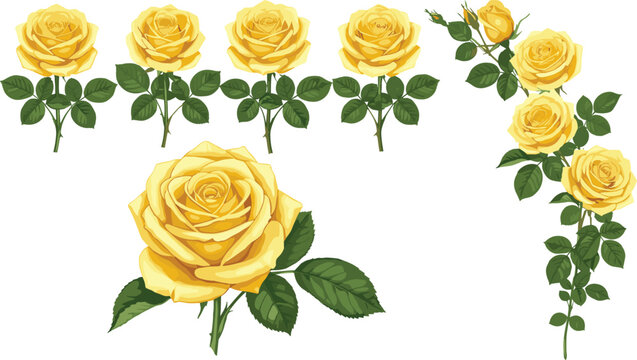 Elegant yellow rose flowers vector set with blooming botanical floral illustration and decorative garden collection