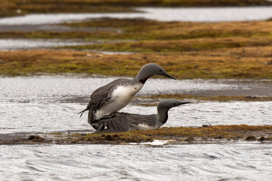 Plongeon catmarin, accouplement,Gavia stellata, Red throated Loon, Spitzberg, Svalbard, Norv&egrave;ge