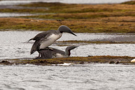 Plongeon catmarin, accouplement,Gavia stellata, Red throated Loon, Spitzberg, Svalbard, Norv&egrave;ge