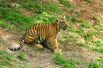 Obraz premium Close-up image of a baby Indian tiger.