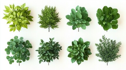 Obraz premium overhead arrangement of eight green leafy shrubs and small tree tops on a white background, calm orderly fresh minimalist mood